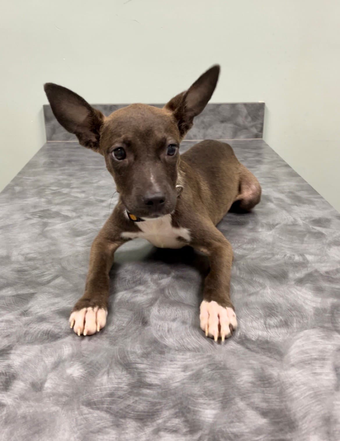 Sammie - Chihuahua
