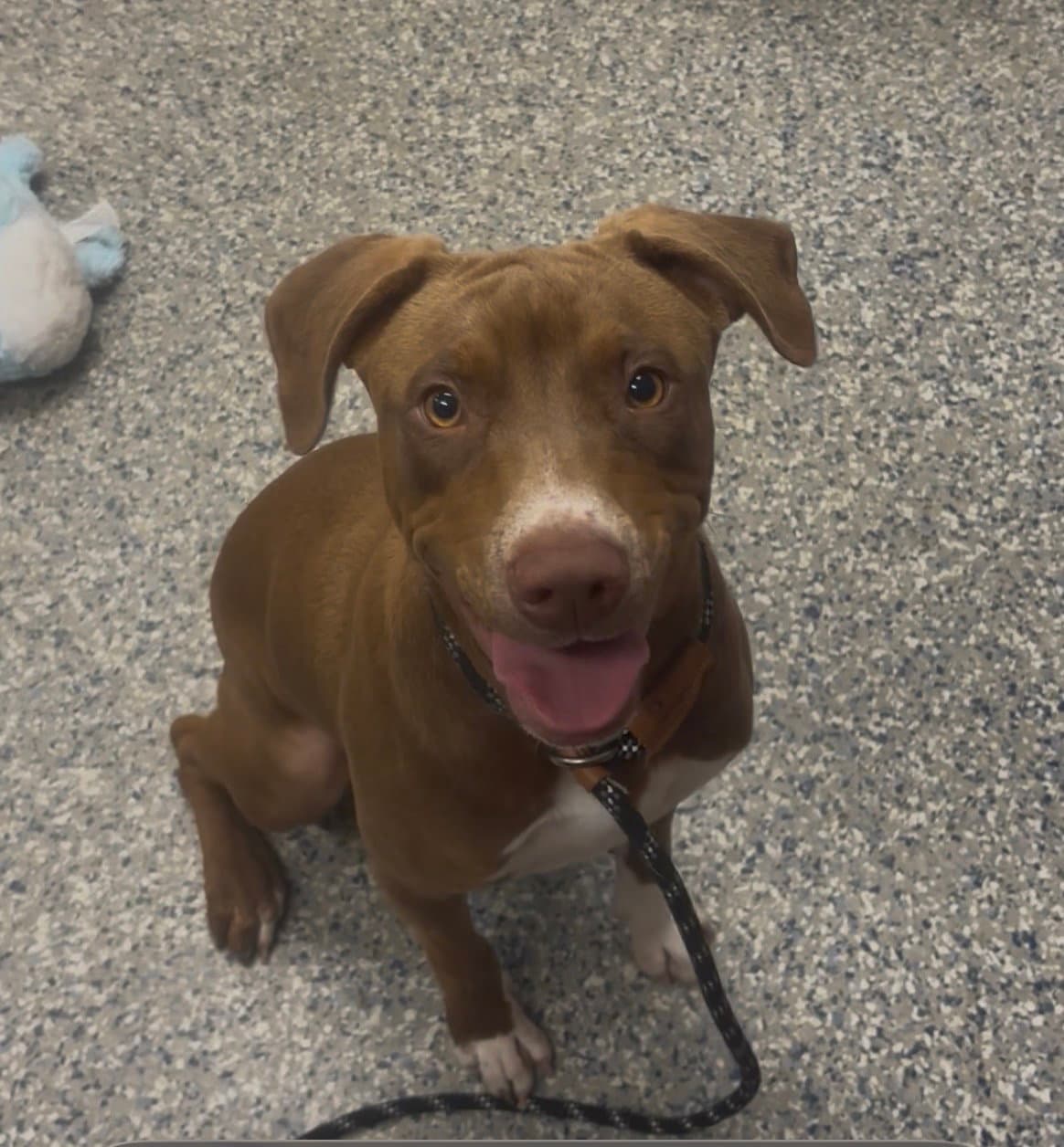 Junebug- Playful Lovebug - American Pit Bull Terrier
