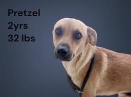 Pretzel- Sweet Shy Girl image 1
