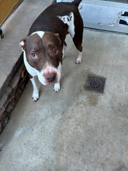 Rocco - Courtesy Post image 1
