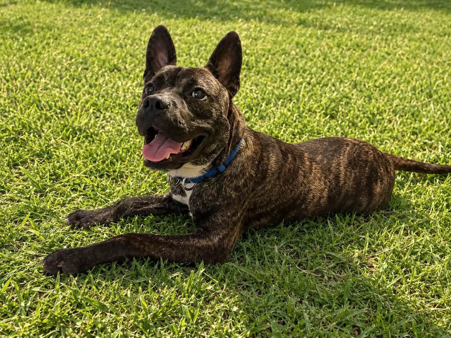 Vandal - American Staffordshire Terrier