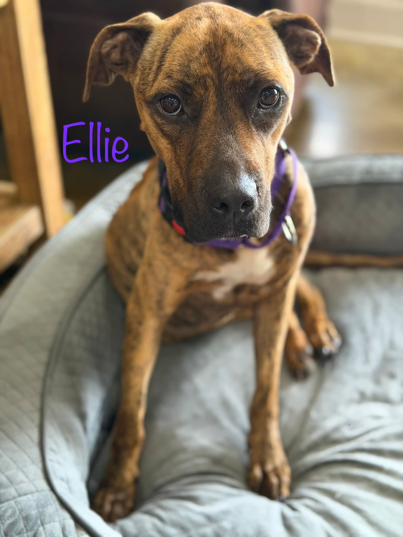 Ellie- Brindle Boxer Beauty - Boxer