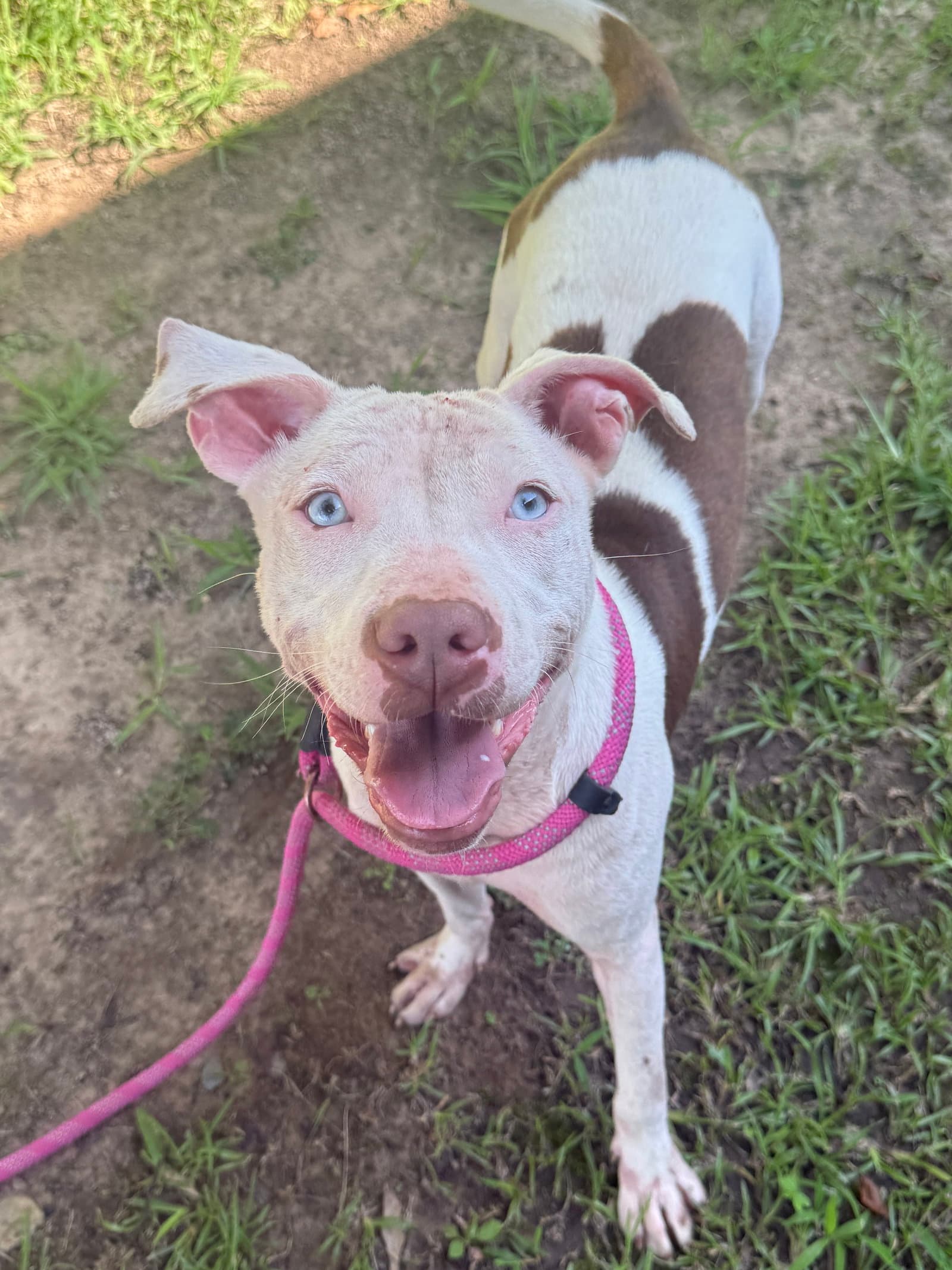 Coco- Look At Those Baby Blues - American Staffordshire Terrier