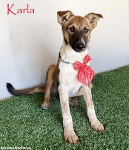 Karla image 1