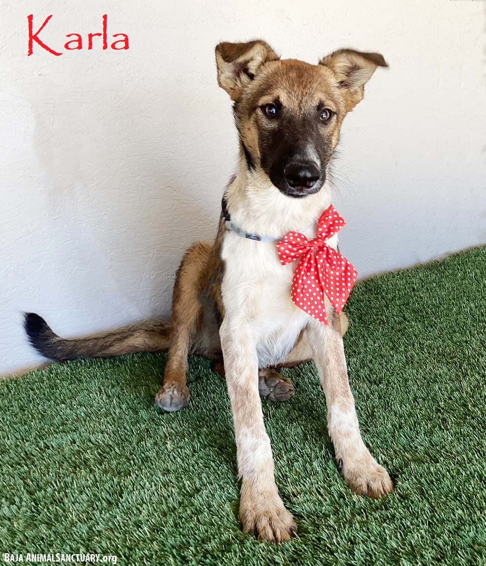 Karla - Belgian Shepherd Malinois