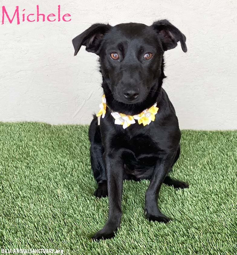 Michele - Black Labrador Retriever