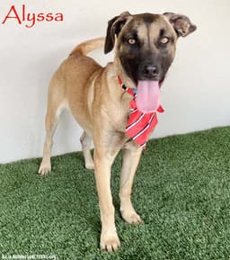 Alyssa image 1