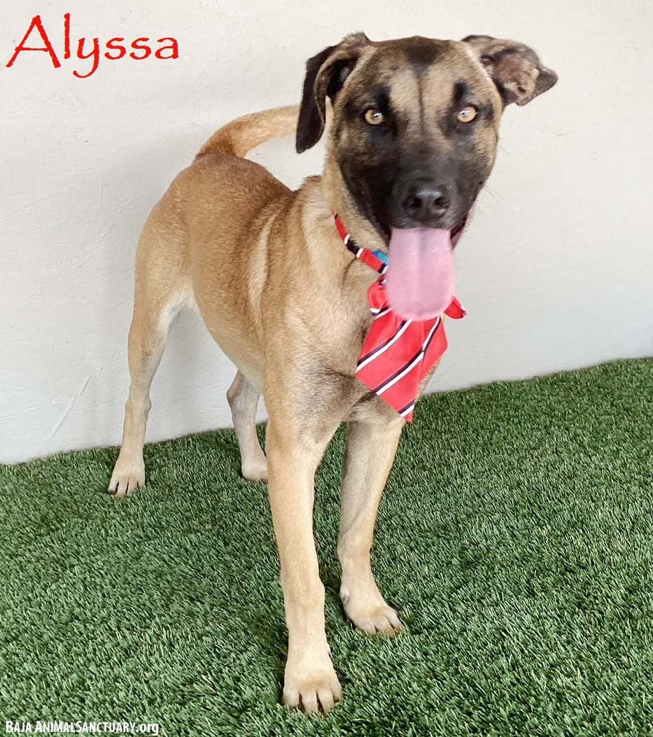 Alyssa - Belgian Shepherd Malinois