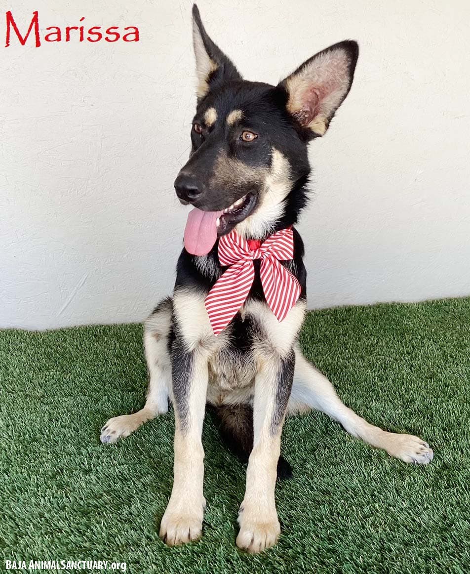 Marissa - German Shepherd Dog