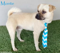 Monte image 1