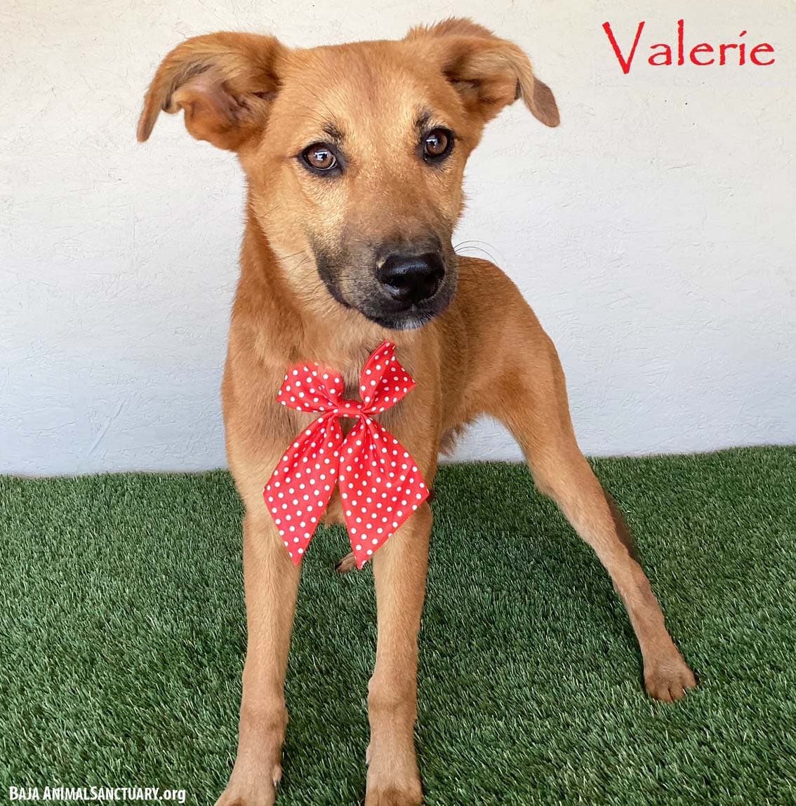 Valerie - Shepherd