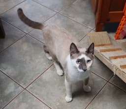 Paco image 1