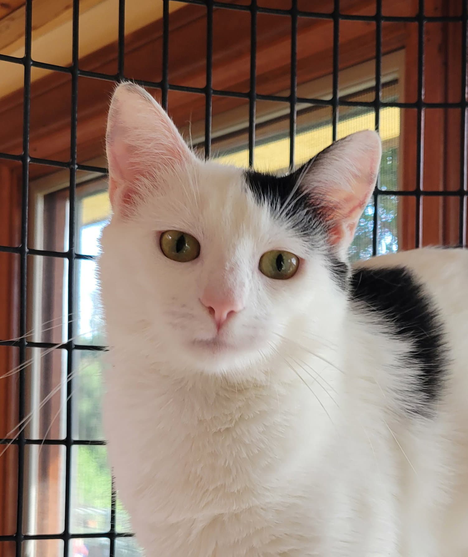Dottie - Domestic Short Hair