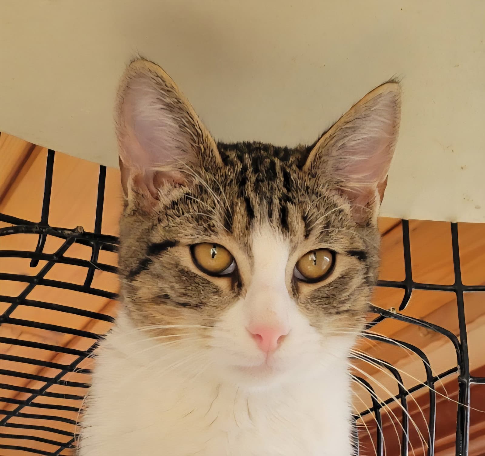 Joey - Domestic Short Hair