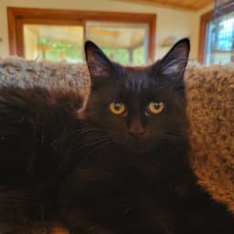 Kahlua image 1