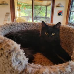 Kahlua image 2