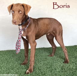 Boris image 1