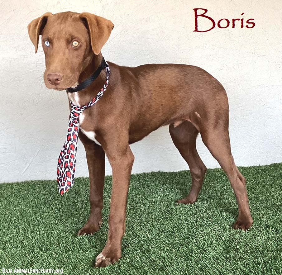 Boris - Chocolate Labrador Retriever