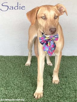 Sadie image 1