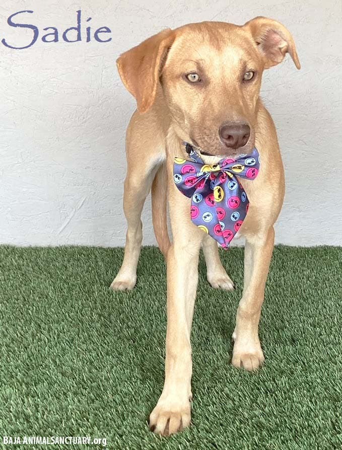 Sadie - Yellow Labrador Retriever
