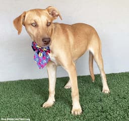 Sadie image 3