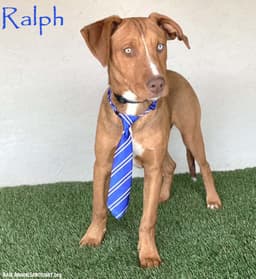 Ralph image 1