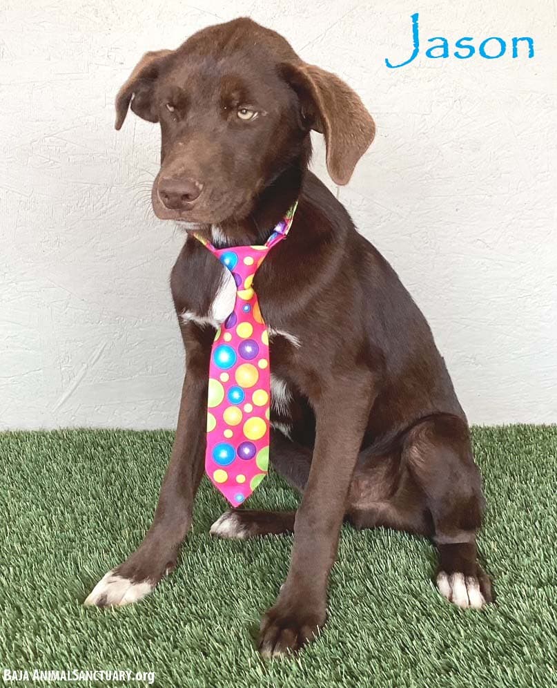 Jason - Chocolate Labrador Retriever