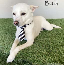 Butch image 1