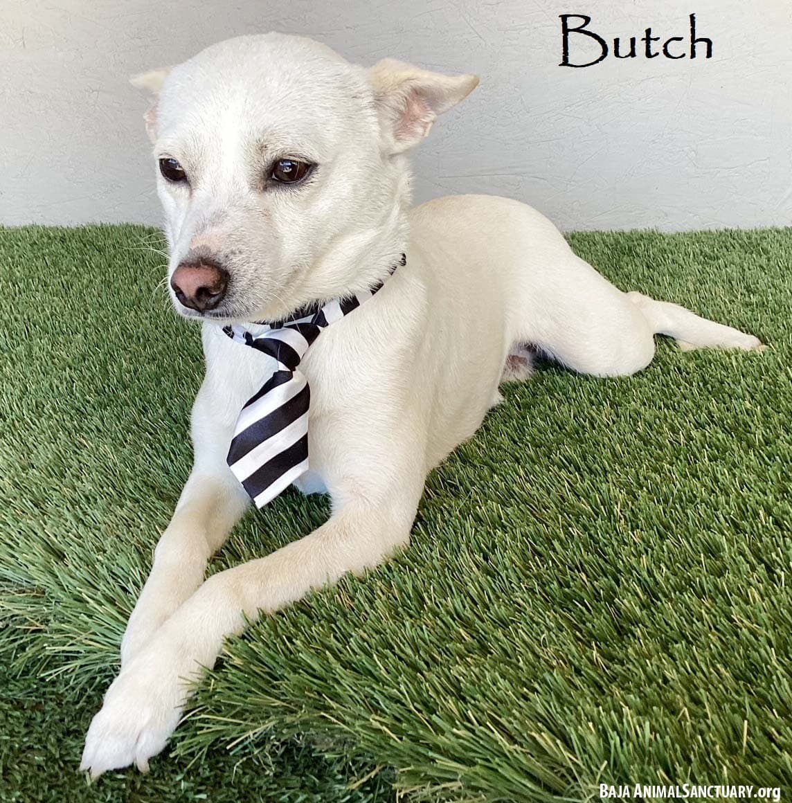 Butch - Chihuahua