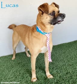 Lucas image 1