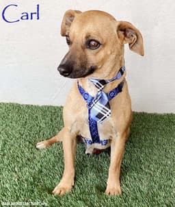 Carl image 1