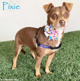 Pixie image 1