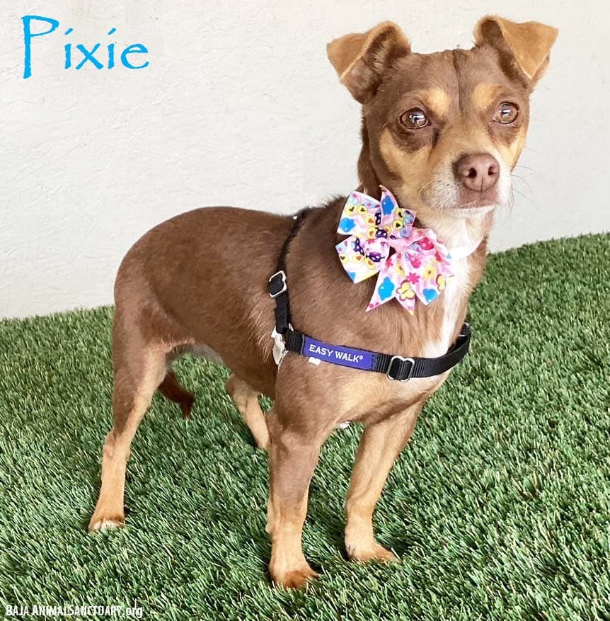 Pixie - Miniature Pinscher
