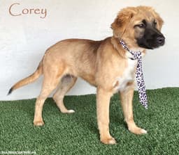 Corey image 1