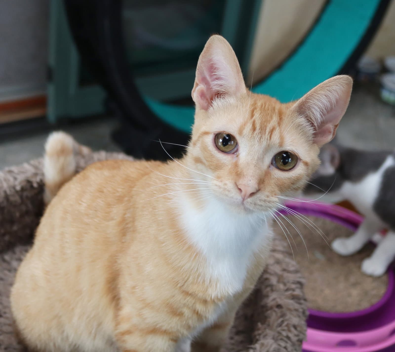 Marty - Tabby