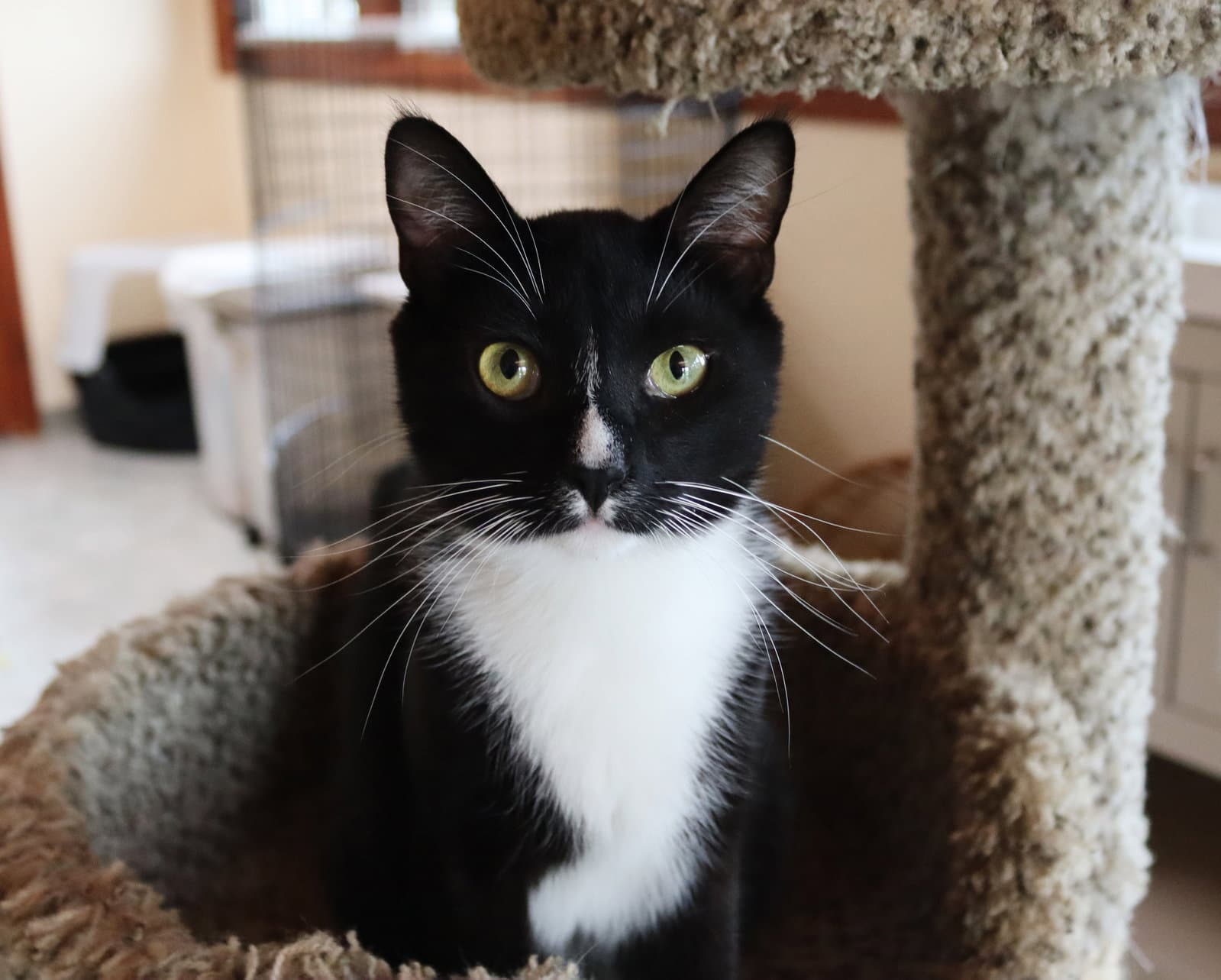 Noah - Tuxedo