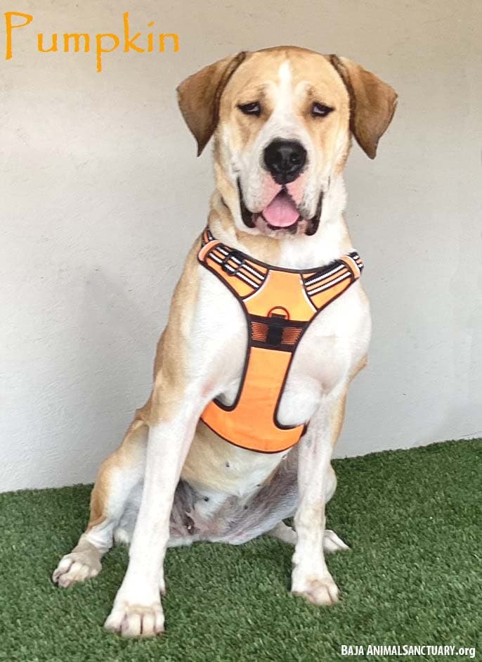 Pumpkin - Mastiff