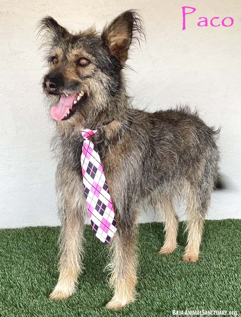 Paco - Picardy Shepherd