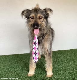 Paco image 3