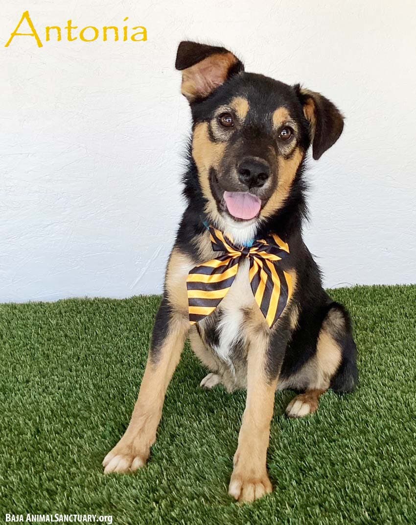 Antonia - Australian Shepherd