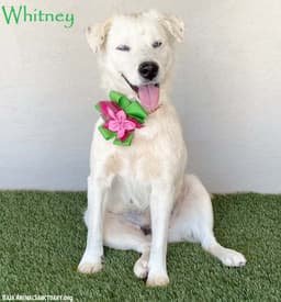 Whitney image 1