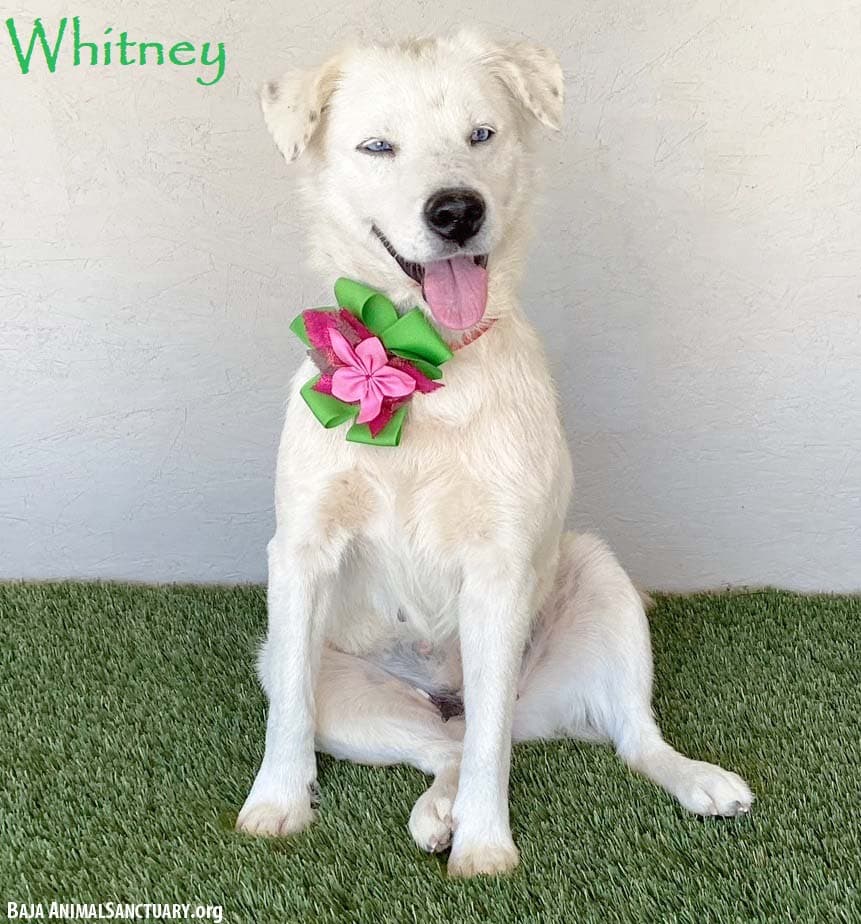 Whitney - Australian Cattle Dog/Blue Heeler