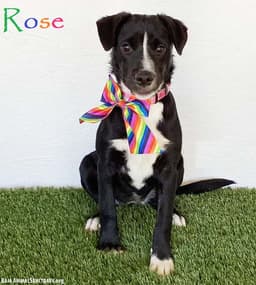 Rose image 1