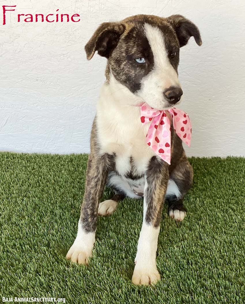 Francine - Australian Cattle Dog/Blue Heeler