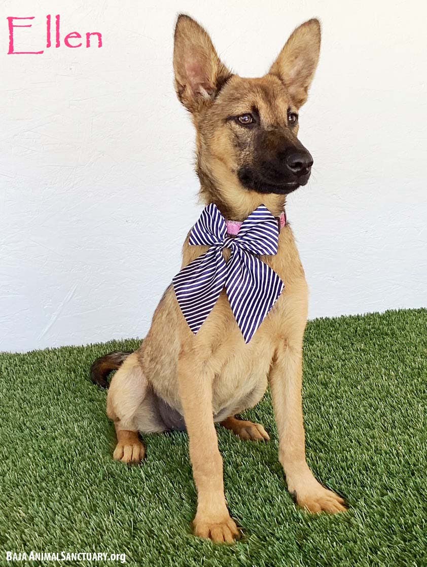 Ellen - German Shepherd Dog