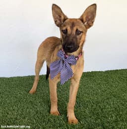 Ellen image 4