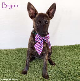 Brynn image 1