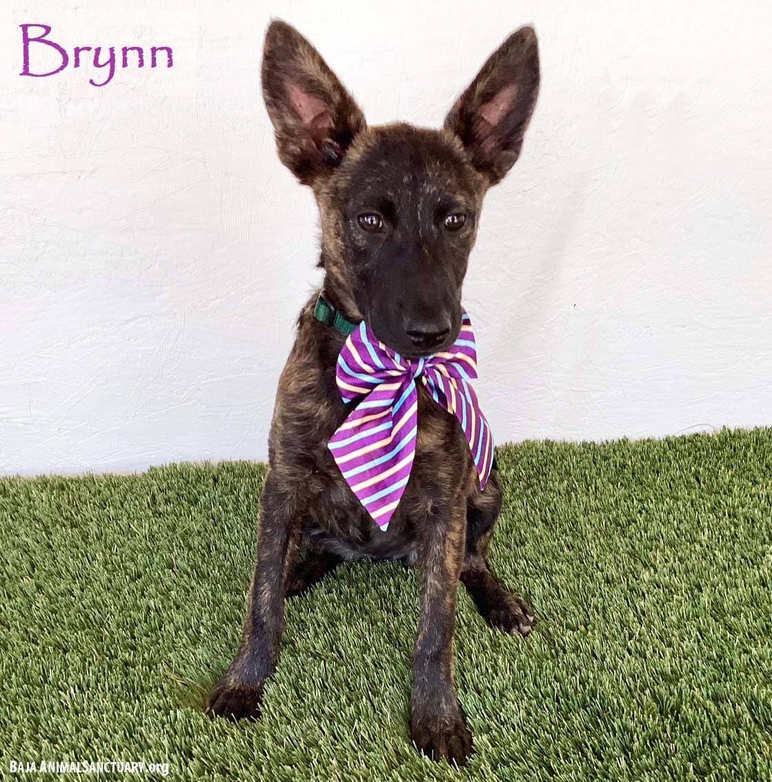 Brynn - Dutch Shepherd