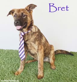 Bret image 1