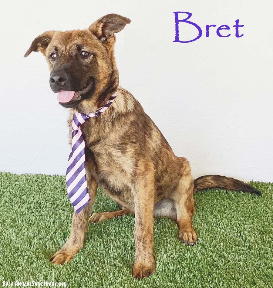 Bret - Dutch Shepherd